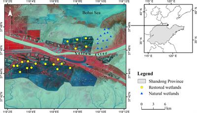 Freshwater Releases Into Estuarine Wetlands Change the Determinants of Benthic Invertebrate Metacommunity Structure